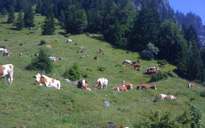 Gasthof Pension Alpenblick Radfeld Exterior foto
